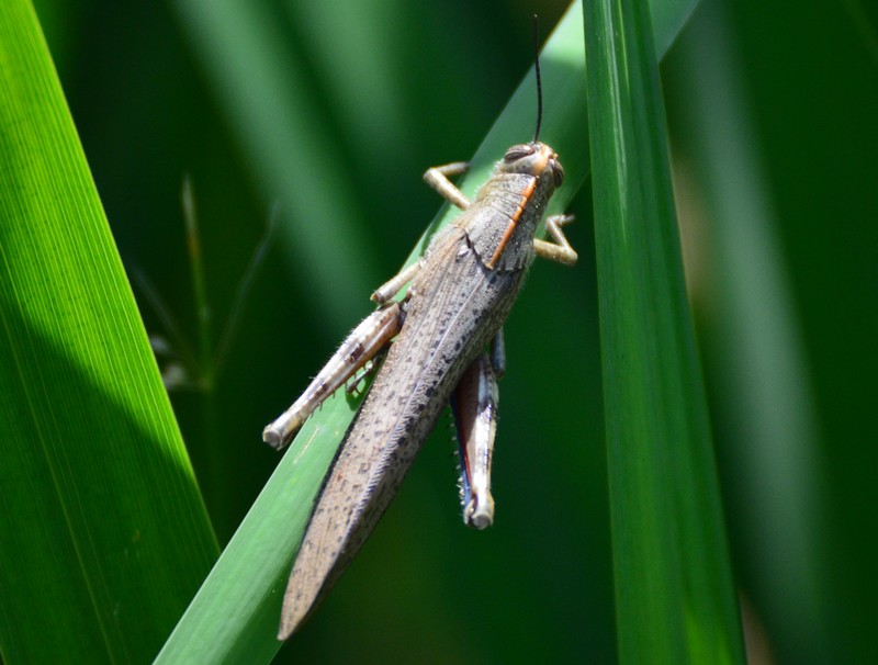 Anacridium aegyptium (Acrididae)